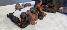 Euro Doberman Puppies - Photo 5