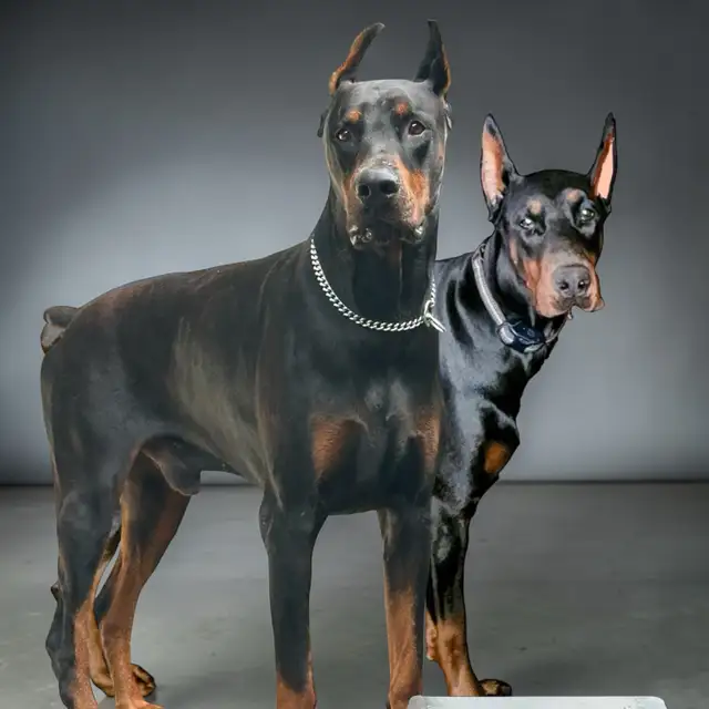 Euro Doberman Puppies - Photo 6