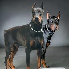Euro Doberman Puppies - Photo 6
