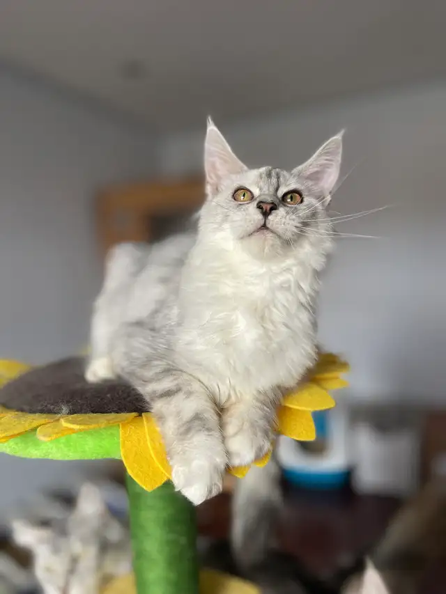Maine Coon Kittens — TICA Registered | Delivery