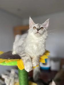 Maine Coon Kittens — TICA Registered | Delivery