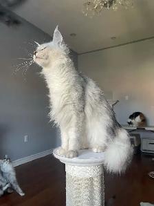 Maine Coon Kittens — TICA Registered | Delivery - Photo 2