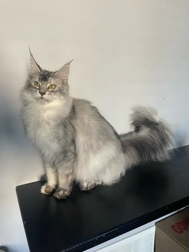Maine Coon Kittens — TICA Registered | Delivery - Photo 3