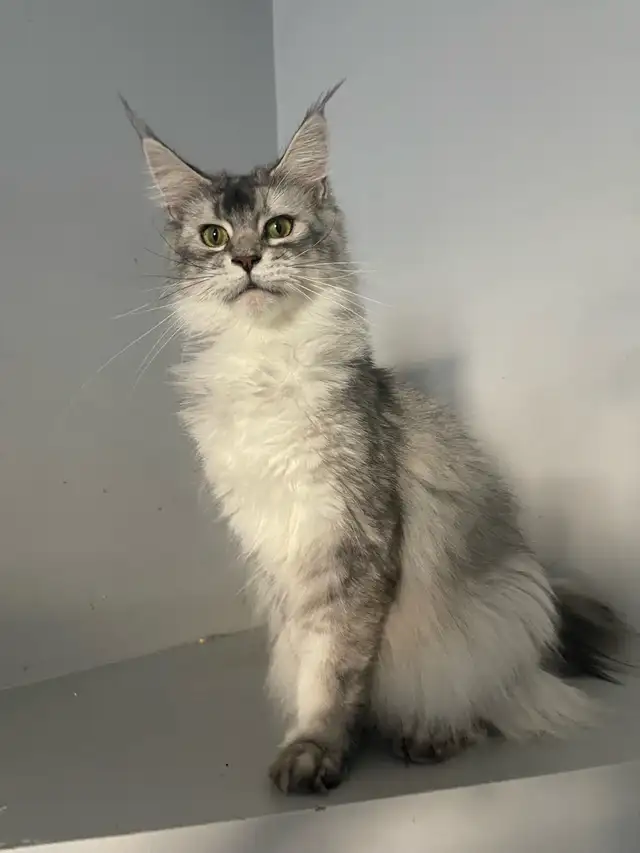 Maine Coon Kittens — TICA Registered | Delivery - Photo 4