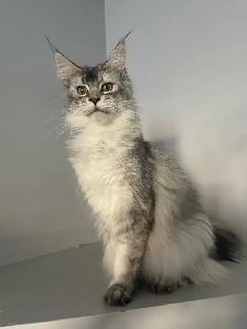 Maine Coon Kittens — TICA Registered | Delivery - Photo 4