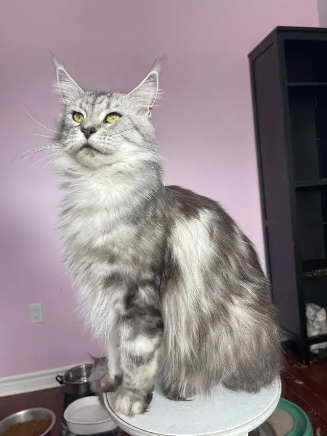 Maine Coon Kittens — TICA Registered | Delivery - Photo 5