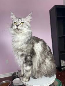 Maine Coon Kittens — TICA Registered | Delivery - Photo 5