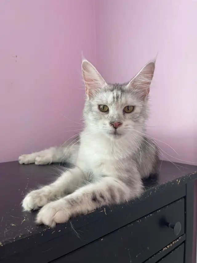 Maine Coon Kittens — TICA Registered | Delivery - Photo 6