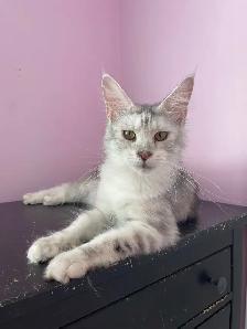Maine Coon Kittens — TICA Registered | Delivery - Photo 6