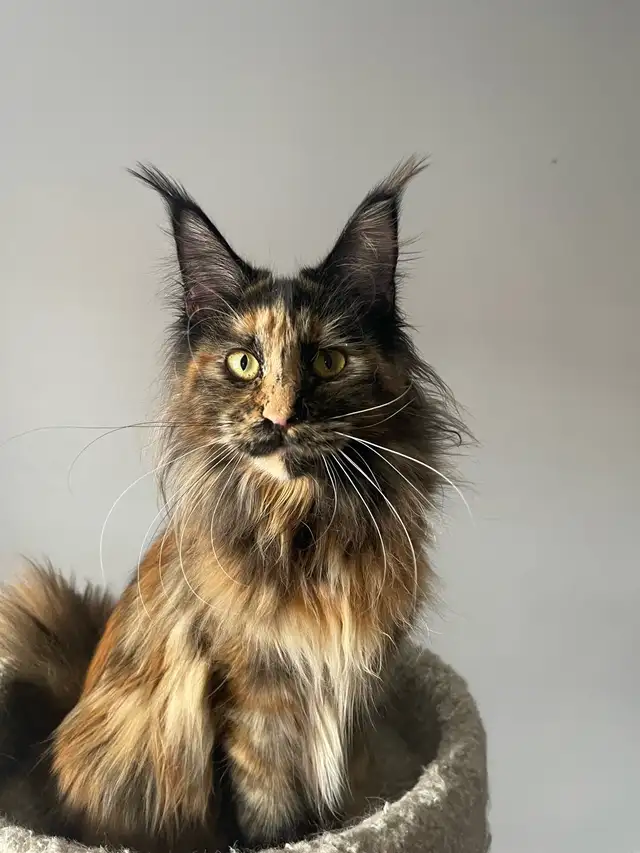 Maine Coon Kittens — TICA Registered | Delivery - Photo 7