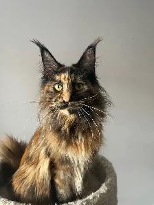 Maine Coon Kittens — TICA Registered | Delivery - Photo 7