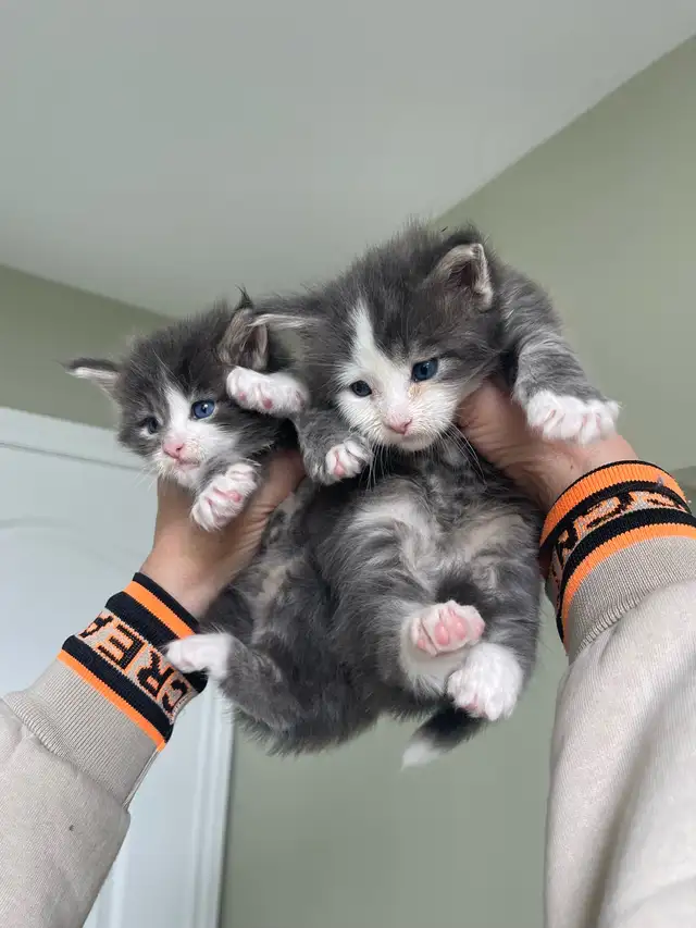 Maine Coon Kittens — TICA Registered | Delivery - Photo 8