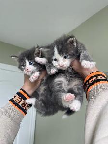 Maine Coon Kittens — TICA Registered | Delivery - Photo 8