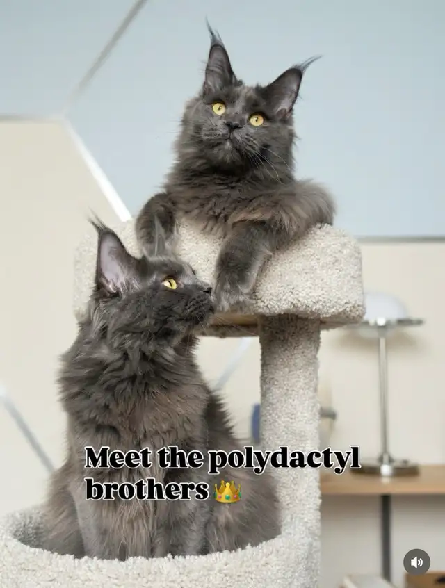 Maine Coon Kittens — TICA Registered | Delivery - Photo 9