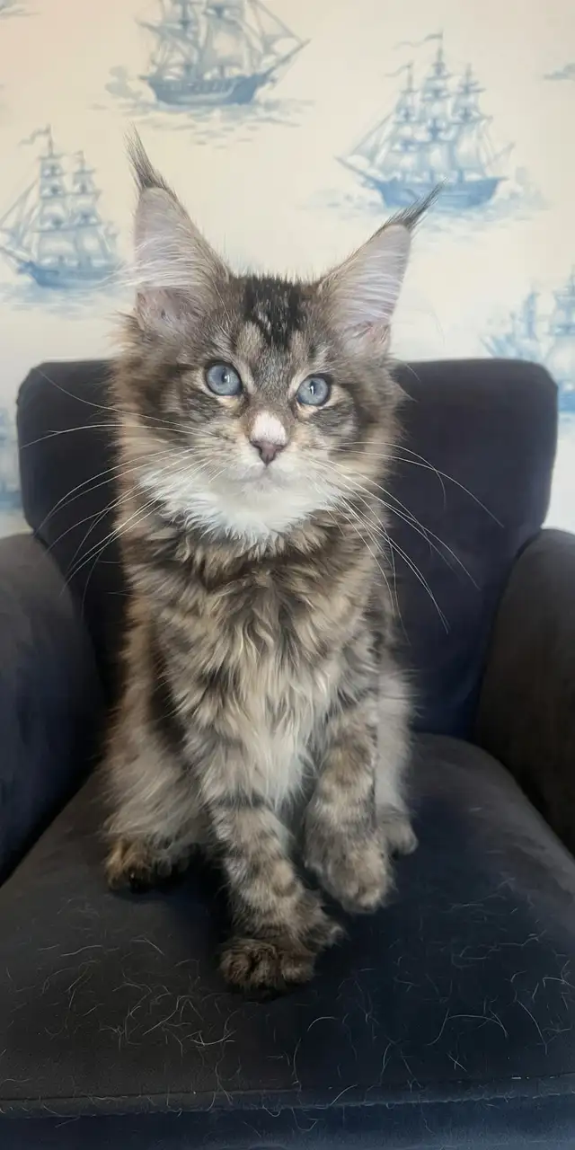 Maine Coon Kittens — TICA Registered | Delivery - Photo 10