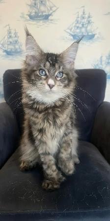 Maine Coon Kittens — TICA Registered | Delivery - Photo 10
