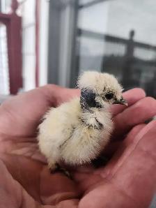 Silkie chicks!