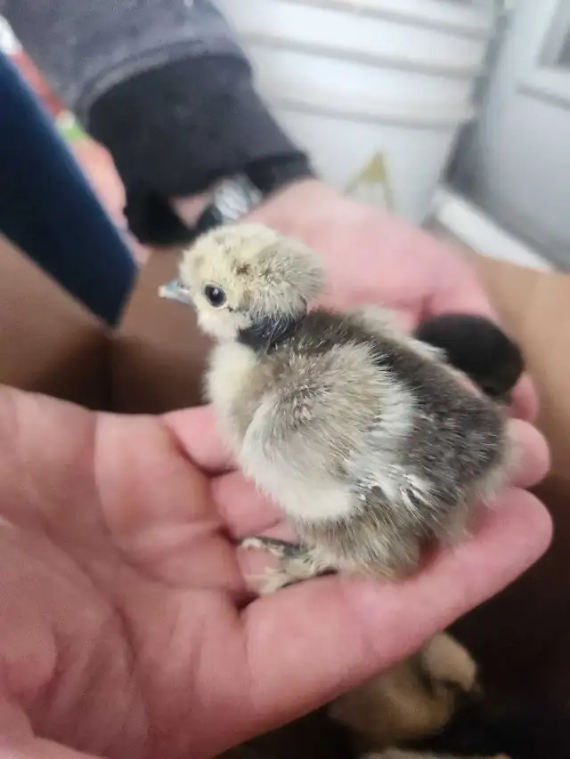 Silkie chicks! - Photo 2
