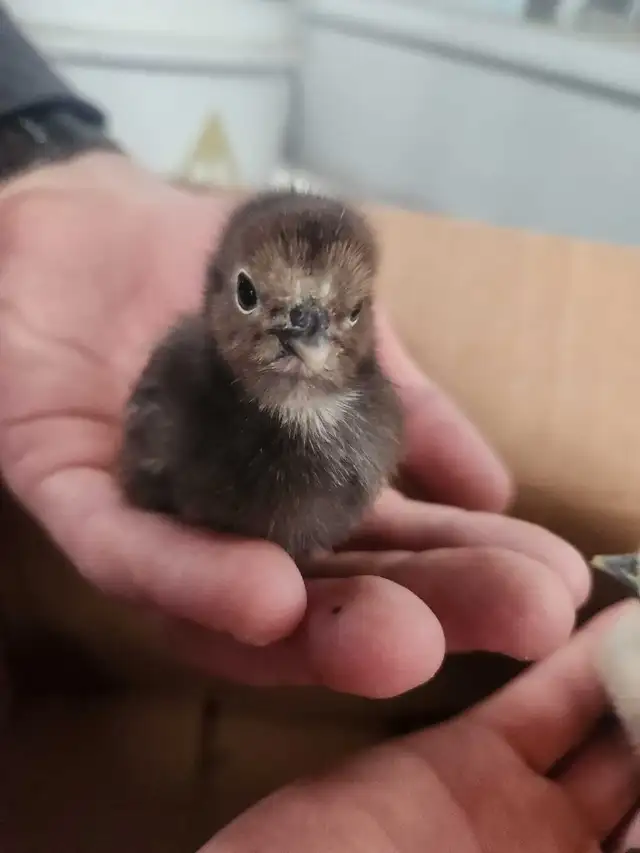 Silkie chicks! - Photo 3