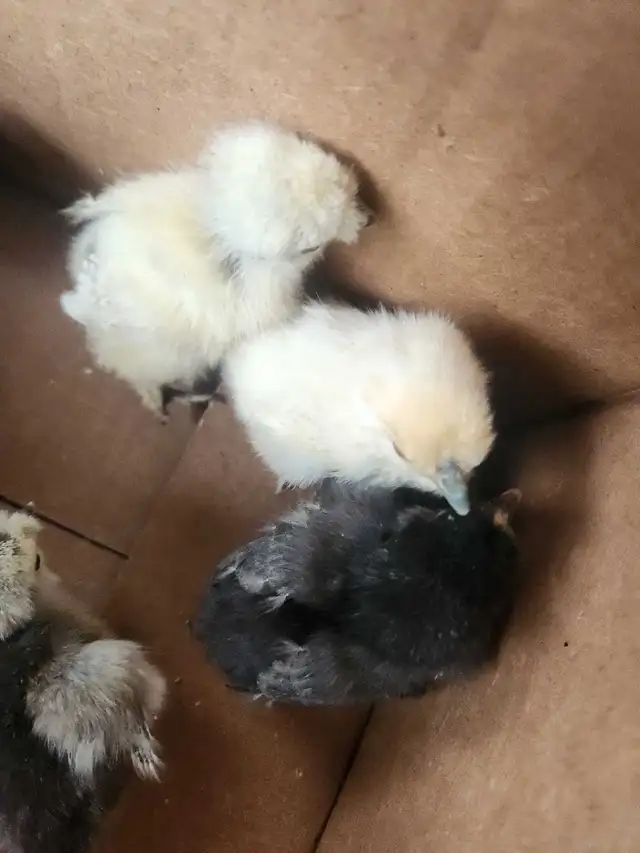 Silkie chicks! - Photo 4