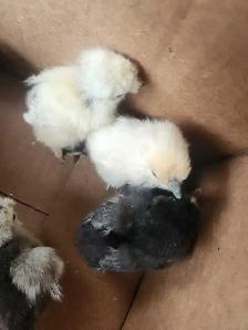 Silkie chicks! - Photo 4