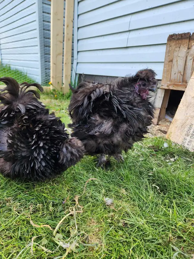 Silkie chicks! - Photo 6