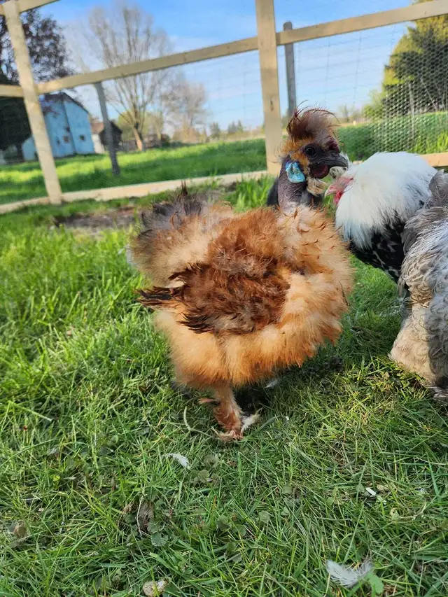 Silkie chicks! - Photo 7