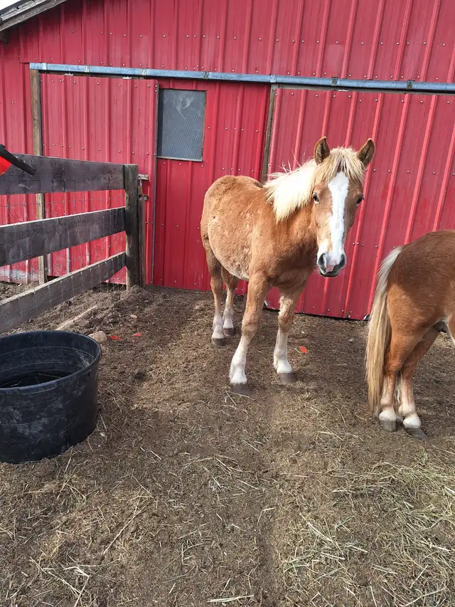 Yearling Haflinger stud colt