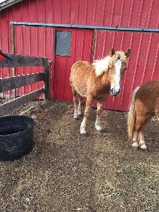 Yearling Haflinger stud colt