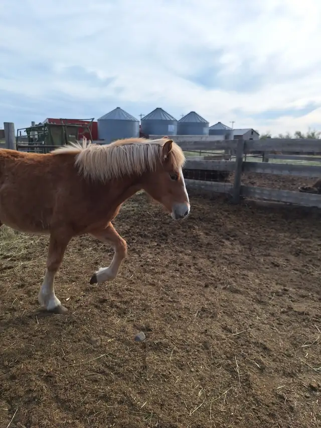 Yearling Haflinger stud colt - Photo 2