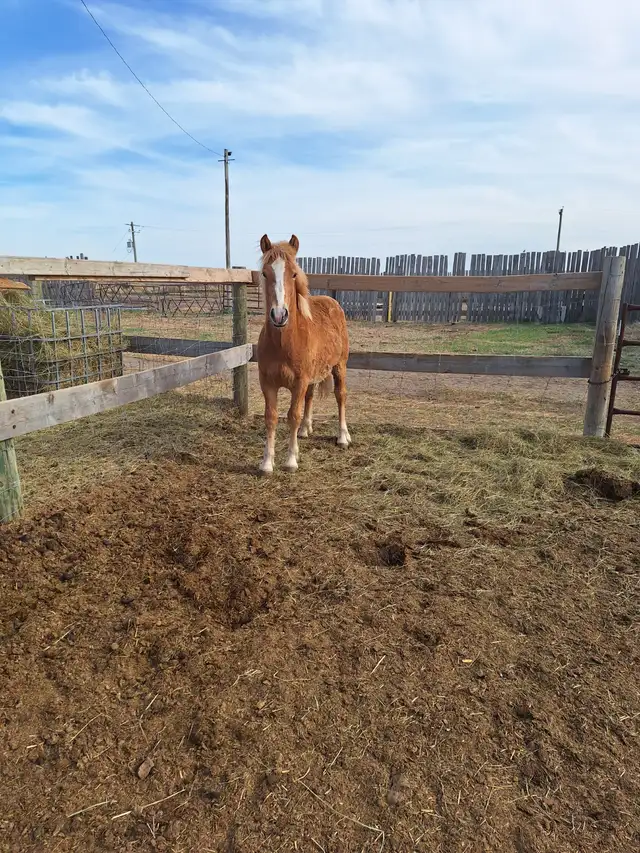 Yearling Haflinger stud colt - Photo 3