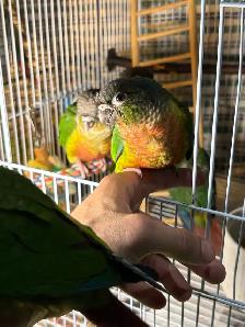 Baby Conures Hand fed Babies Tamed and Friendly ❤️