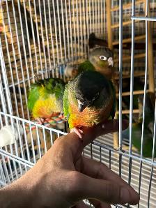 Baby Conures Hand fed Babies Tamed and Friendly ❤️ - Photo 2