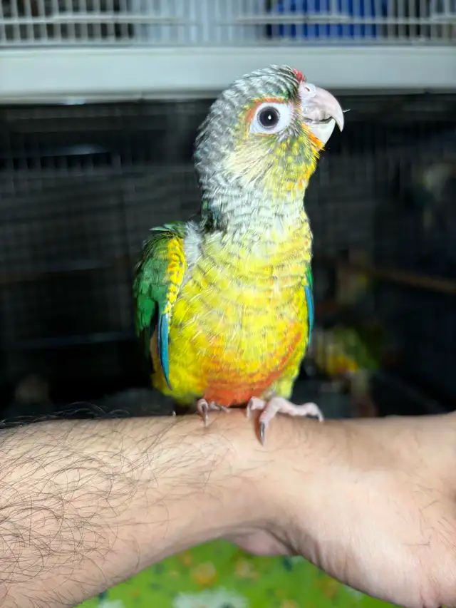 Baby Conures Hand fed Babies Tamed and Friendly ❤️ - Photo 4