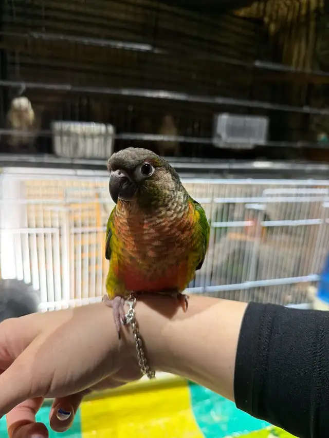 Baby Conures Hand fed Babies Tamed and Friendly ❤️ - Photo 8