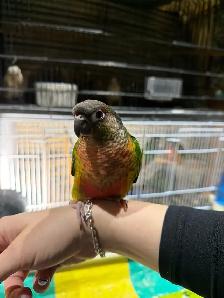 Baby Conures Hand fed Babies Tamed and Friendly ❤️ - Photo 8