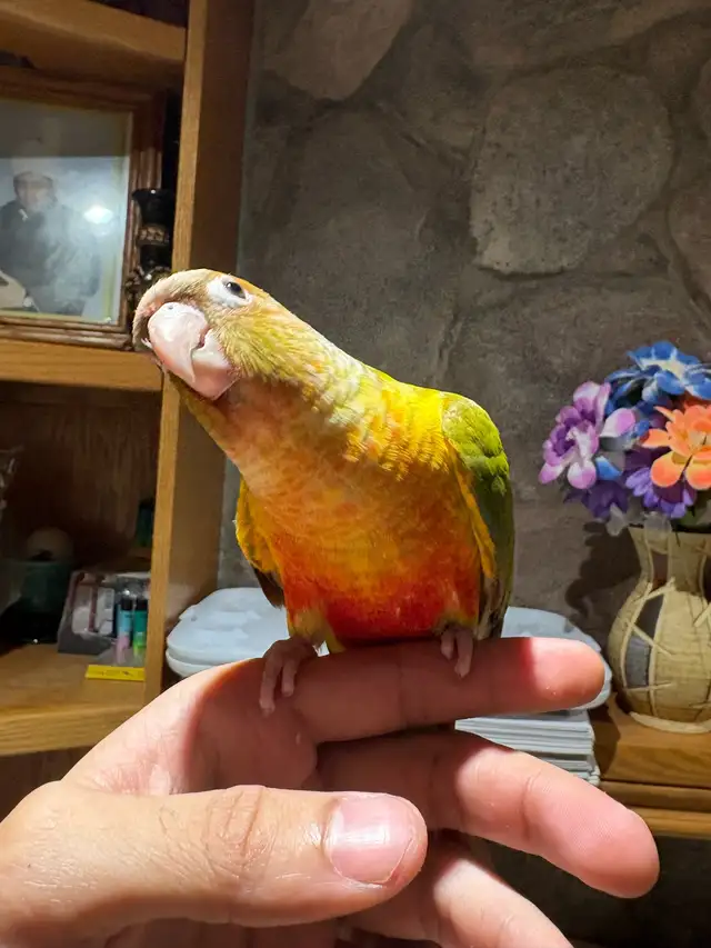Baby Conures Hand fed Babies Tamed and Friendly ❤️ - Photo 9