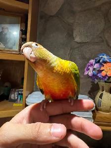 Baby Conures Hand fed Babies Tamed and Friendly ❤️ - Photo 9