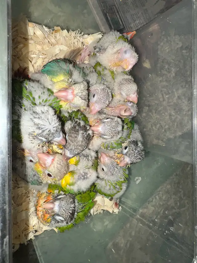 Baby Conures Hand fed Babies Tamed and Friendly ❤️ - Photo 10