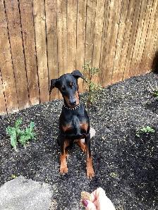 Doberman (2yr old Male)