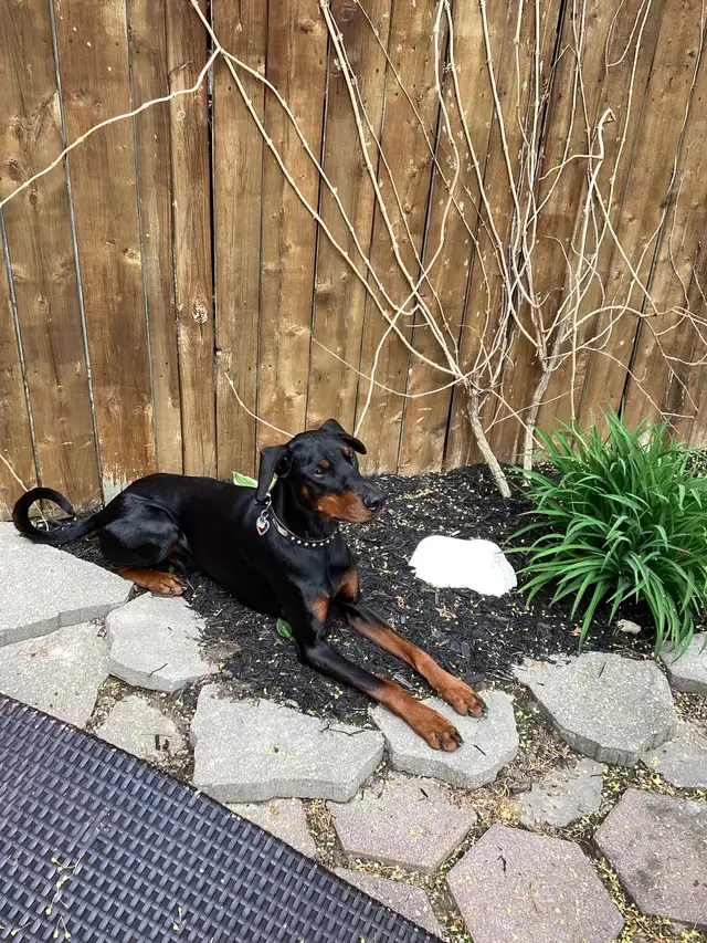 Doberman (2yr old Male) - Photo 2