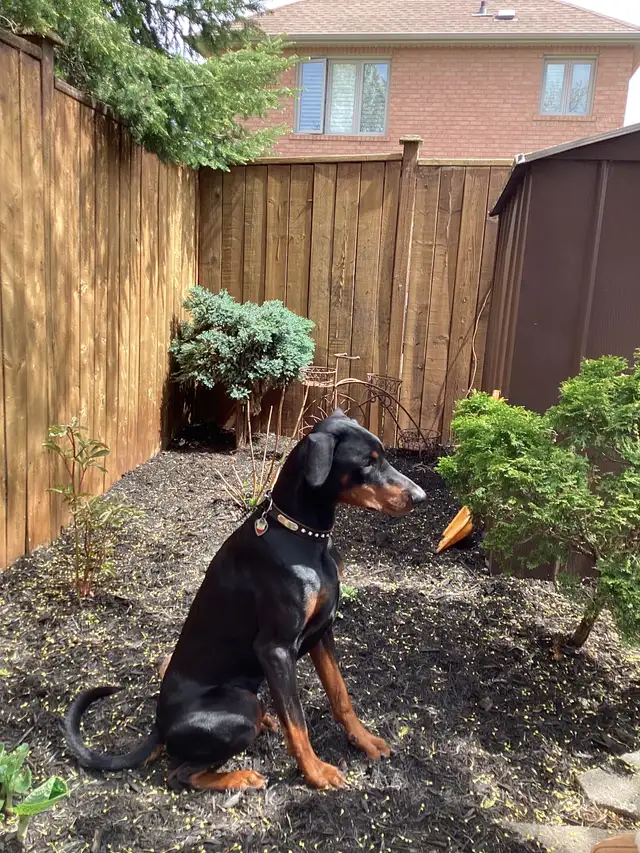 Doberman (2yr old Male) - Photo 3