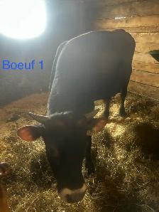 bœuf jersey X Angus