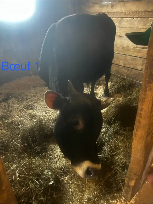 bœuf jersey X Angus - Photo 2