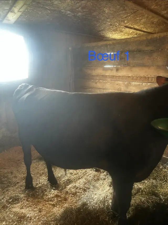 bœuf jersey X Angus - Photo 3
