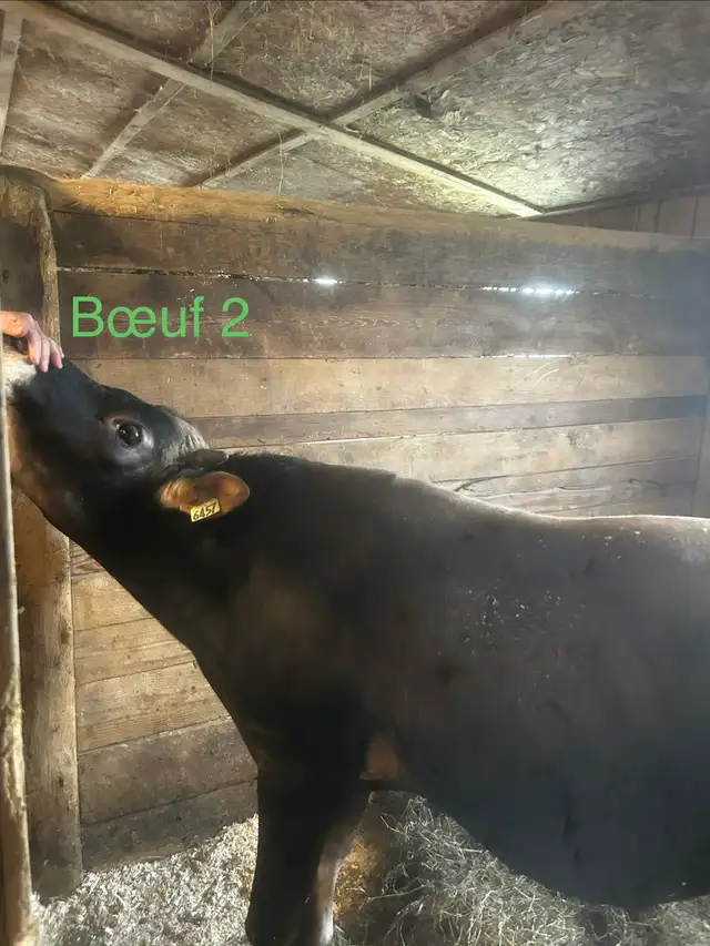 bœuf jersey X Angus - Photo 4