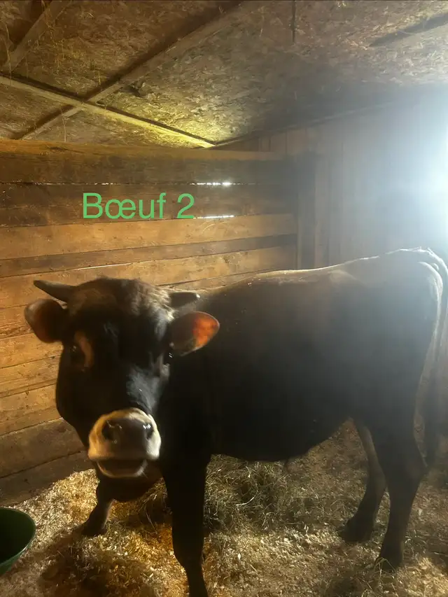 bœuf jersey X Angus - Photo 5