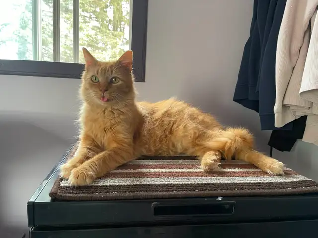 Pension pour Chat et Visites à Domicile pour chat