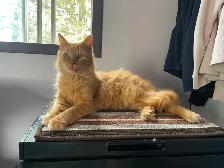 Pension pour Chat et Visites à Domicile pour chat
