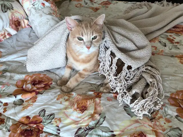 Pension pour Chat et Visites à Domicile pour chat - Photo 4